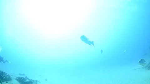 Pacific Reefs Stock Footage 33861880