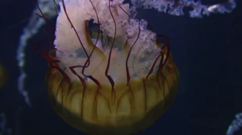 Pacific Sea Nettle Video stock 68942625
