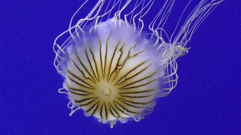 Pacific sea nettle Stock Footage 79004786