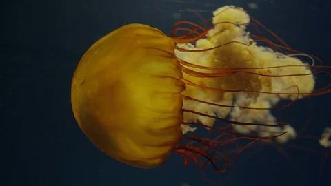 Pacific Sea Nettle Jellyfish floating in slow-motion Vídeo Stock 115001453