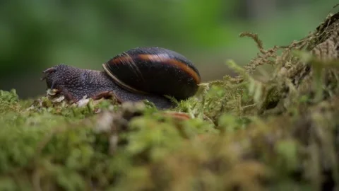 Pacific Sideband snail Stock Footage 238362645