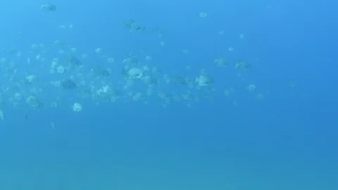 Pacific Spadefish. 库存影片 101431377