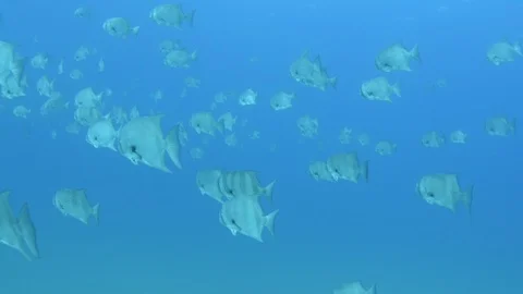 Pacific Spadefish. Stock Footage 101431401