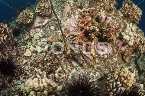 Pacific spiny lobster (Palinuridae) on a colourful reef Stock Photos