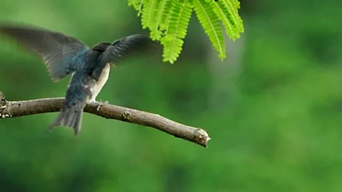 Pacific Swallow on the branch Stock Footage 252268085