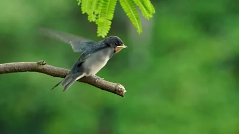 Pacific Swallow on the branch Stock Footage 252268090