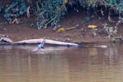 Pacific Swallow Flying Low Across Tropical River Stock Photos