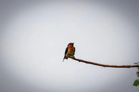 Pacific Swallow Perched on Bare Branch with Copy Space Stock Photos