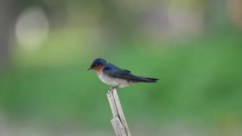 Pacific Swallow Perched on Stick Stock Footage 199354461