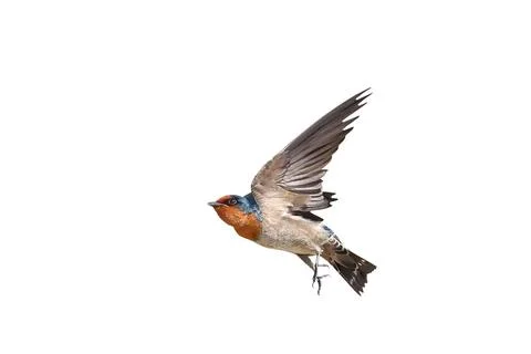 Pacific Swallow Stock Photos