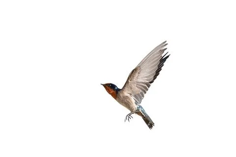 Pacific Swallow Stock-Fotos