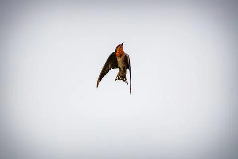Pacific Swallow Taking Flight Against Open Sky Stock Photos