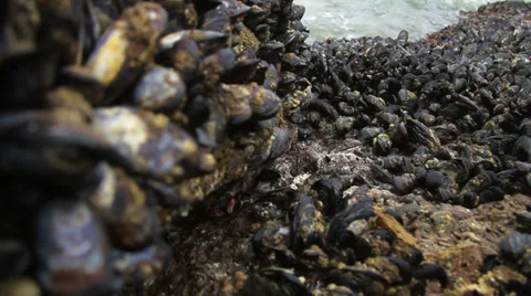 Pacific Tidal Zone Tracking Video stock 39211072