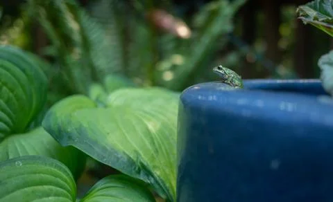 Pacific tree frog Stock Photos