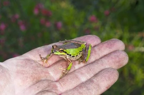 A Pacific Treefrog (Pseudacris Regilla) Perched On A Hand Stock Photos