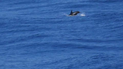 Pacific White-Sided Dolphin Jumping Out of the Water Swimming in Vibrant Blue Stock Footage 345103027