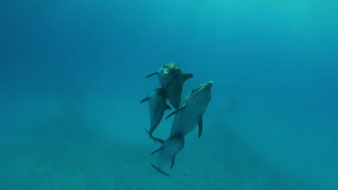 Pacific White-Sided Dolphin Pod Видео 332778034