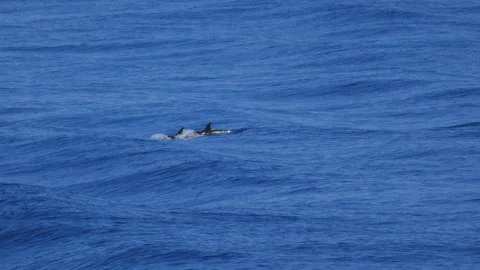 Pacific White-Sided Dolphin Pod Swimming in Vibrant Blue Sea in Bay of Biscay Видео 345102896