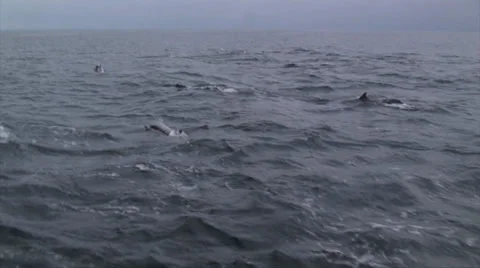 Pacific White-sided Dolphins Stock Footage 38317135