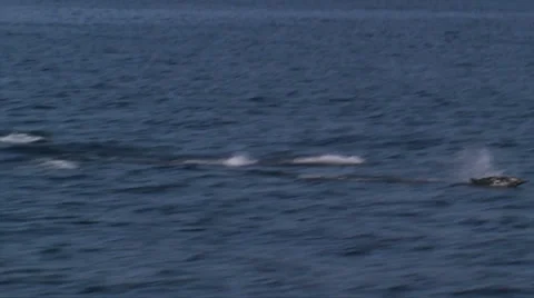 Pacific White-sided Dolphins 스톡 동영상 38317172