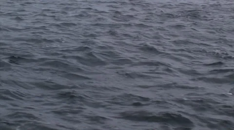Pacific White-sided Dolphins 스톡 동영상 38317417