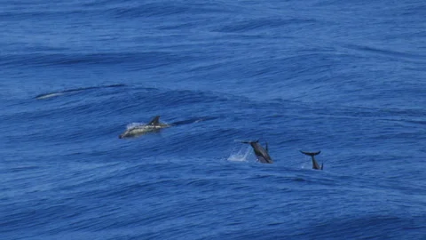 Pacific White-Sided Dolphins Jumping Out of the Sea with Larger Pod Group Vídeos de archivo 345088777