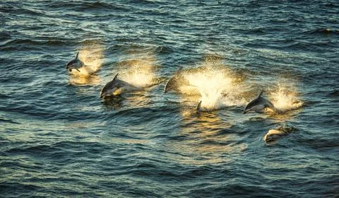 Pacific whitesided dolphins at sunset (Lagenorhynchus obliquidens) Stock Photos