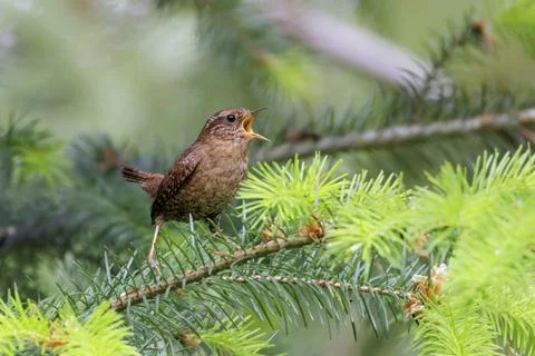 Pacific wren Foto stock