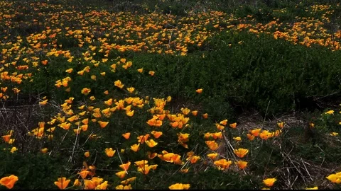 Pacifica Poppys 2 Stock Footage 104607558