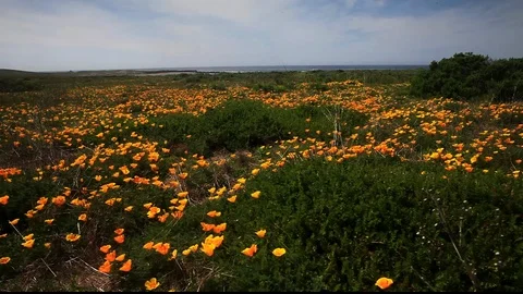 Pacifica Poppys Stock-Footage 104607169