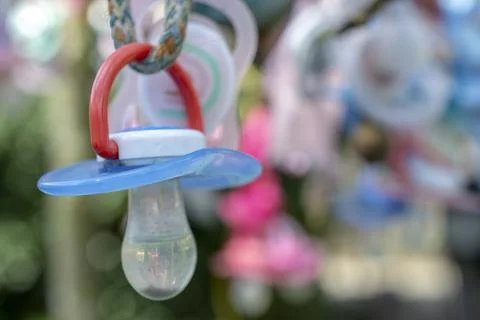 Pacifiers are hanging on the tree. Stock Photos