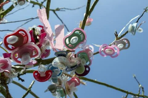 Pacifiers are hanging on the tree. Stock Photos