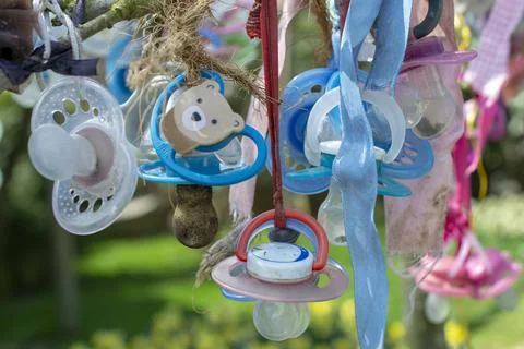 Pacifiers are hanging on the tree. Stock Photos