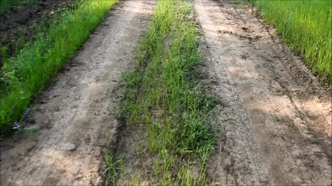 Pacing along the road through grass Stock Footage 77861116