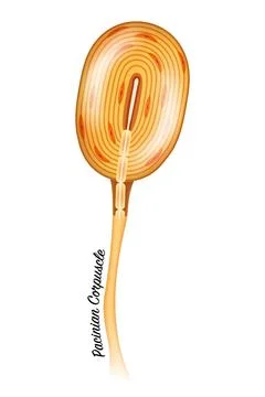 Pacinian corpuscle Stock Illustration