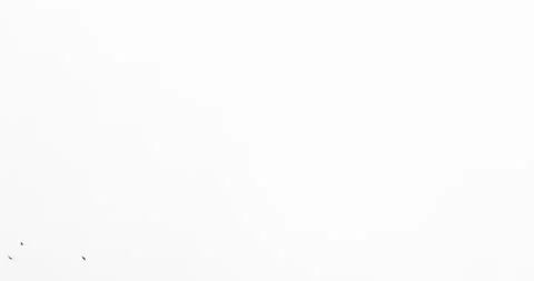 Pack of 7 footages. Flock of crows isolated on white background. Silhouettes Stock Footage 166680664