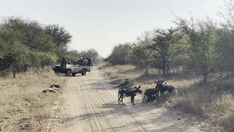 Pack of African Wild Dog Kruger National Park Safari South Africa Stock Footage 247342544