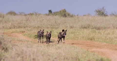 Pack of African wild dog running and panting lightly across Stock Footage 310968046
