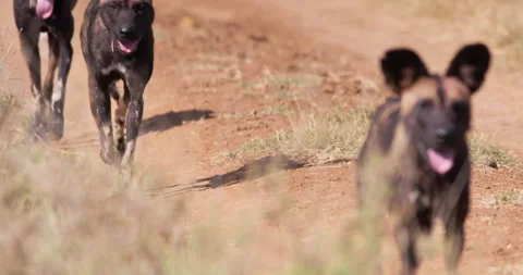 Pack of African wild dog running mouth open in savannah Video stock 310977490