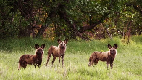 Pack of African Wild Dogs in Okavango Delta, Alpha dog walks away, out of Stock Footage 132791318