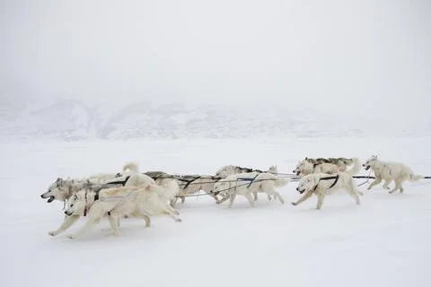 Pack of Alaskan Huskies pulling a dogsled, Canada Stock Photos