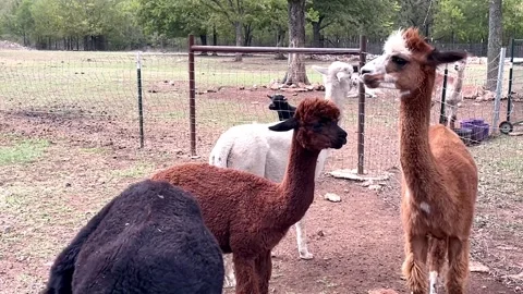 Pack of Alpacas Stock Footage 163077372