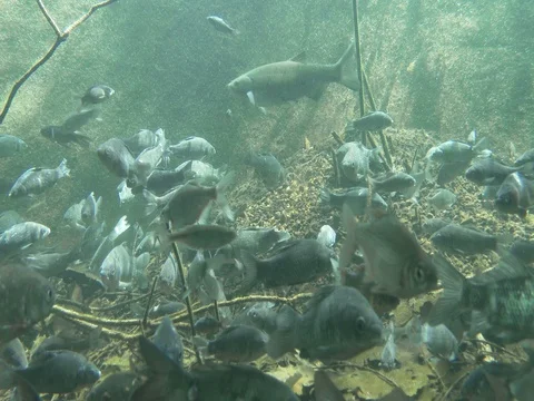 Pack of  Amur bitterling (Rhodeus sericeus) and other fish underwater. Stock Footage 74606703