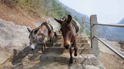 Pack animals, calm relaxed mules walking down over stone stairs at highlands Stock Footage 167325610