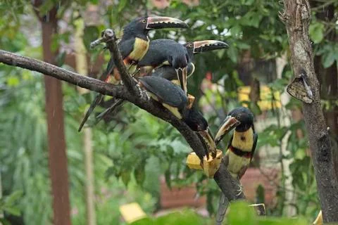 Pack of Aracaris at a feeding tree Stockfoto's