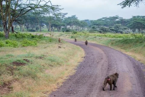 Pack of baboons Stock Photos
