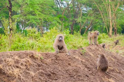 Pack of baboons Stock Photos
