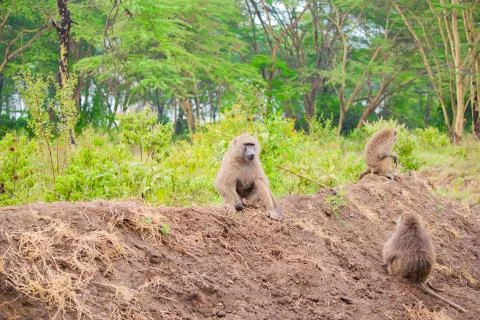Pack of baboons Stock Photos