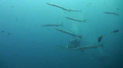Pack of barracudas and two divers Stock Footage 24897222