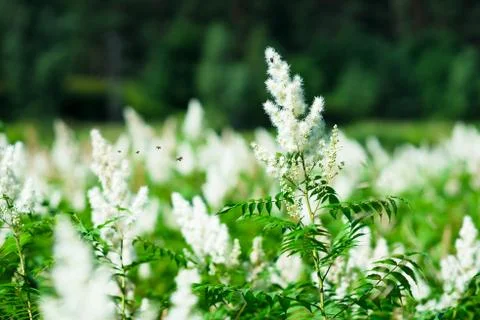Pack of bees heading to plant background Stock Photos